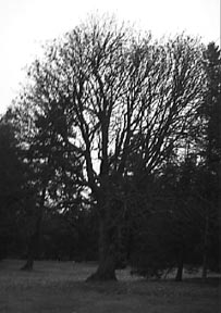 Treasure in a Tree